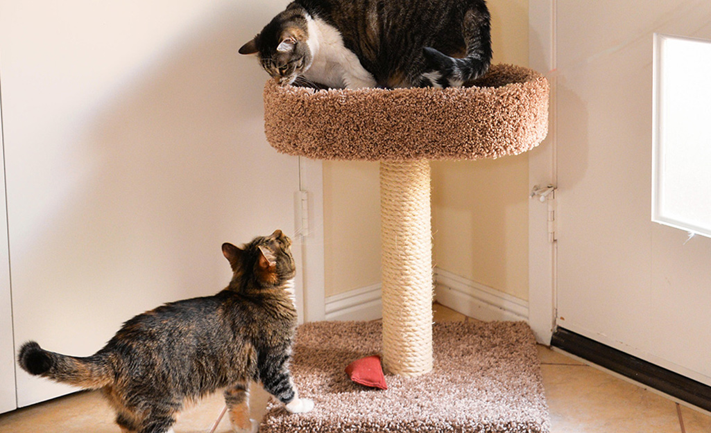 10 DIY Cat Tower Ideas (Fun and Easy)