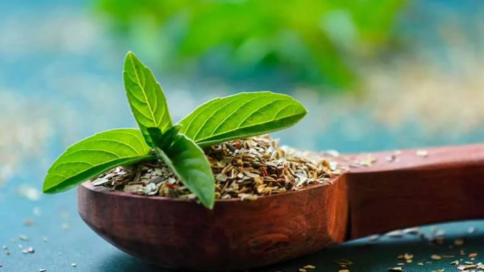 Tulsi, the Backyard Healer
