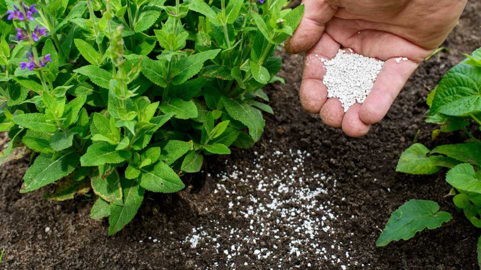 How To Feed Your Plants