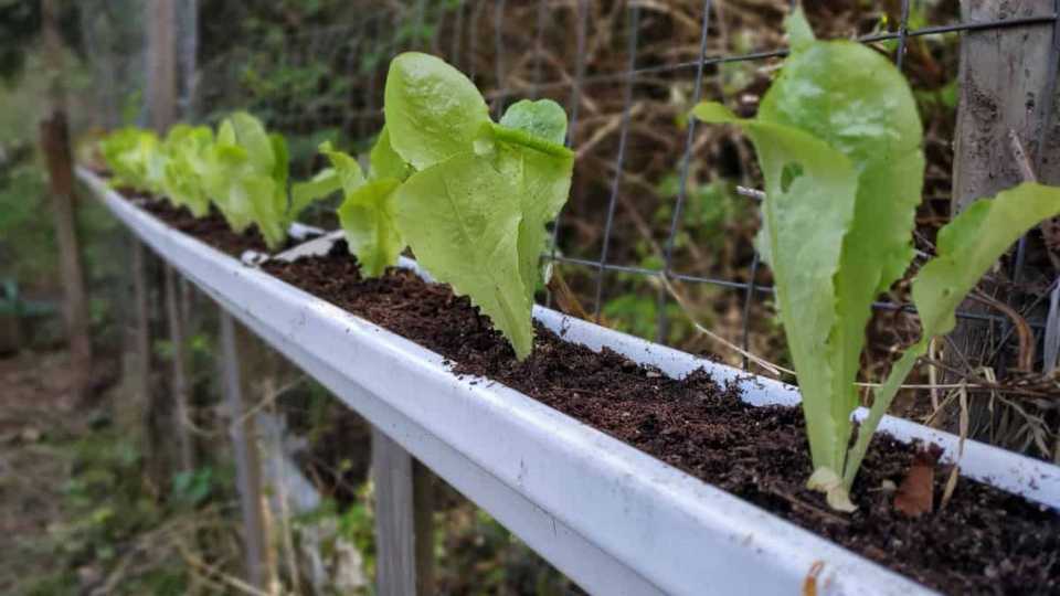 Why Use Gutters For Growing Plants