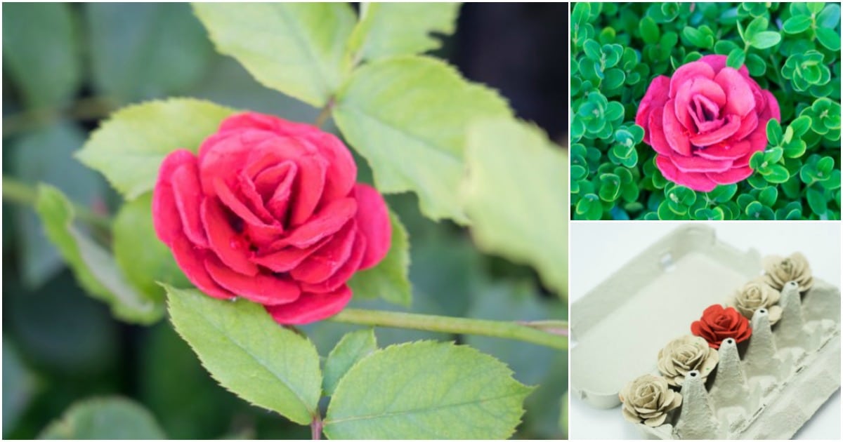 How to Make Beautiful Roses from Egg Cartons