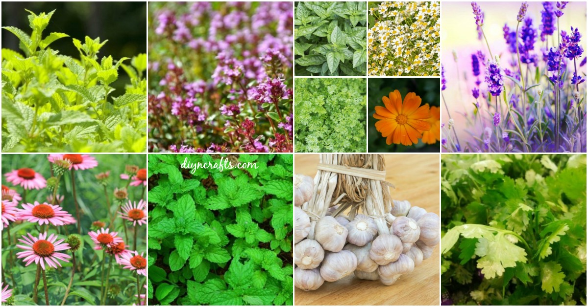 14 Healing Herbs to Plant in Your Herb Garden – They’re Tasty and Medicinal!