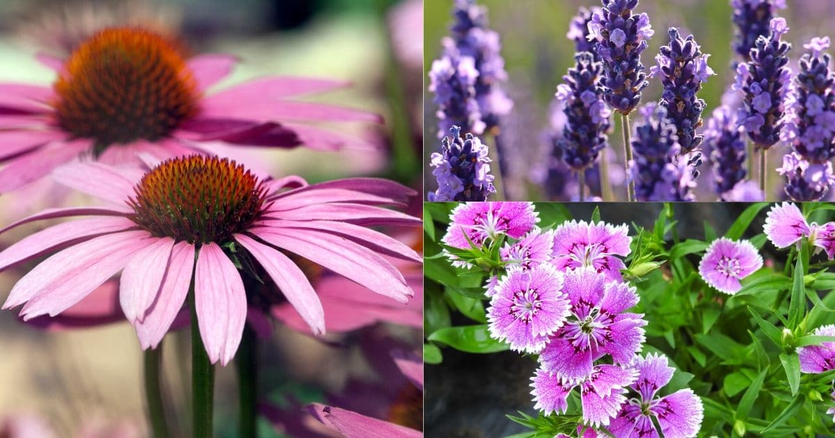 110 Categorized Perennial Flowers That Will Bloom For Years