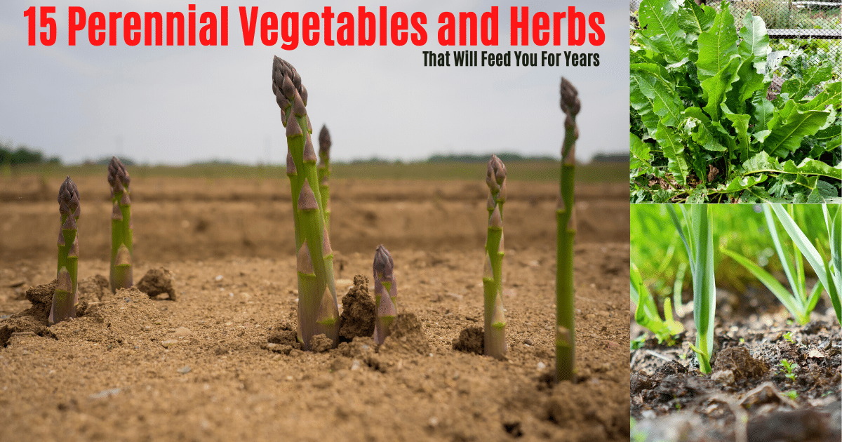 15 Perennial Vegetables and Herbs That’ll Feed You For Years