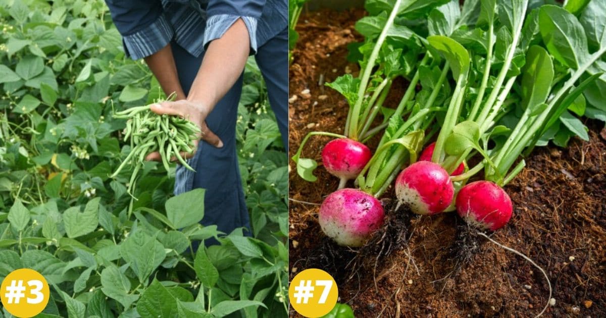 30 Low Maintenance Fruits and Veggies Perfect for New Gardeners