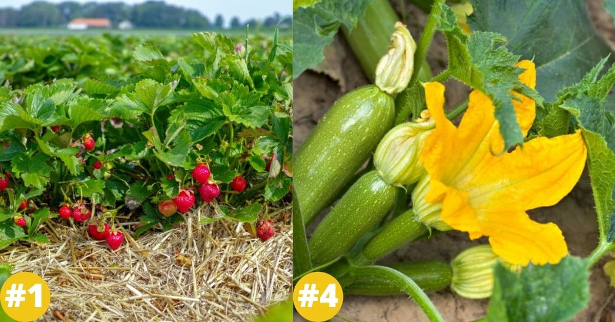 40 Fastest Growing Vegetables, Berries, and Herbs You’ll Enjoy in no Time