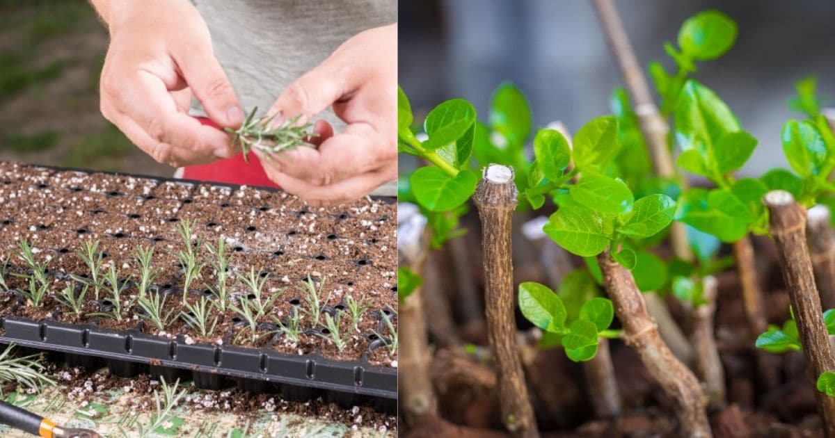 20 Plants You Can Grow From Cuttings – And How to Do It