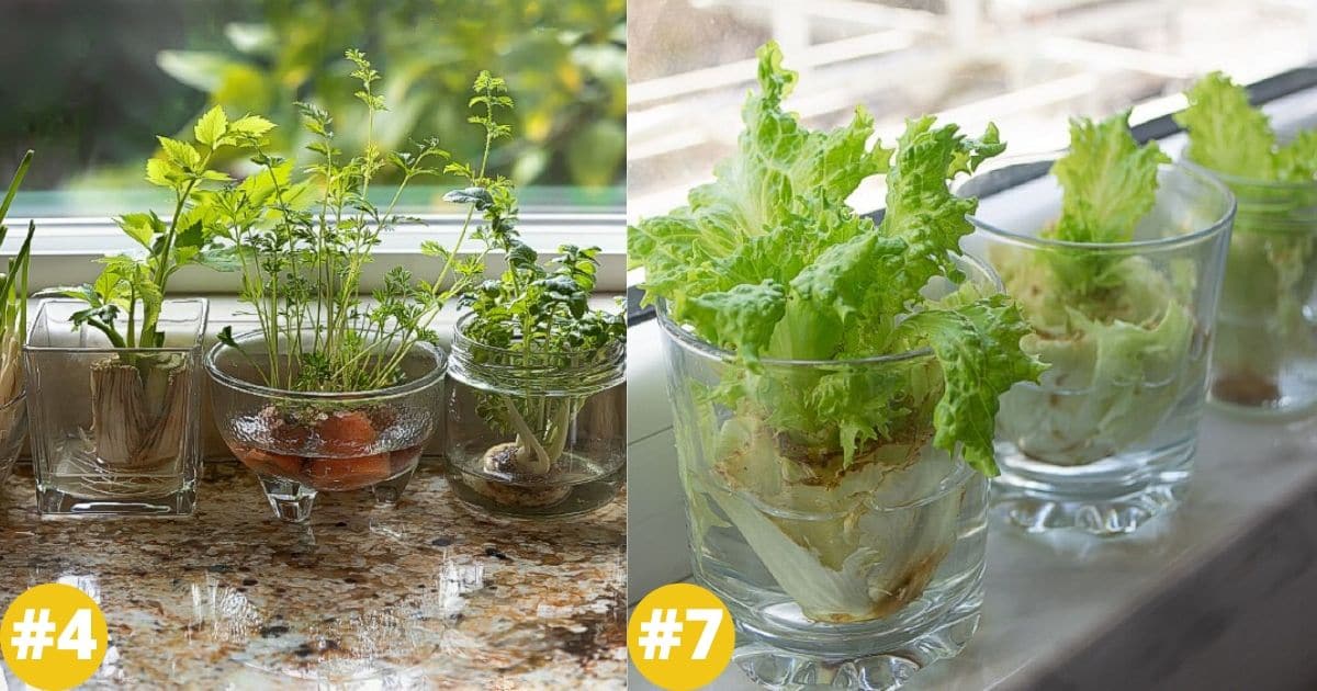 27 Plants and Fruits You Can Grow in Water