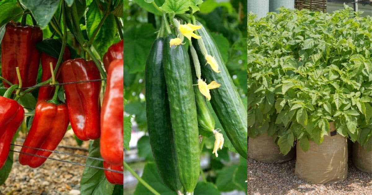 30 Most Profitable Crops for a High-Yielding Garden