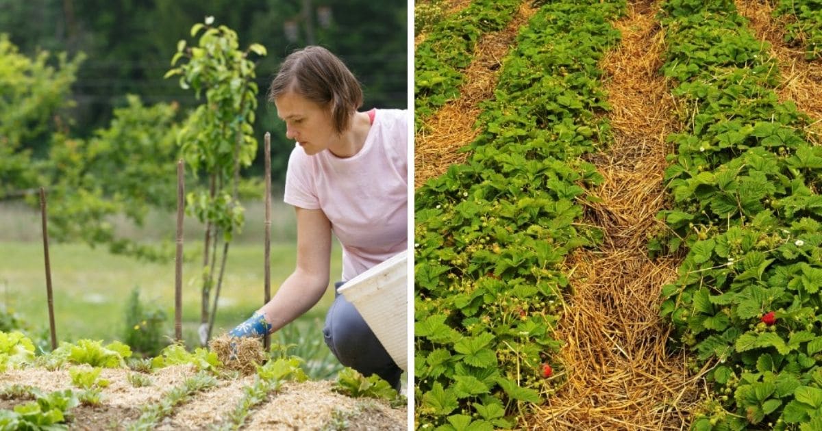 The Ultimate Guide to Mulching: Types, Techniques and How to Make It