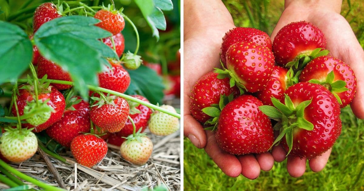 27 Strawberry Gardening Tips Everyone Should Follow
