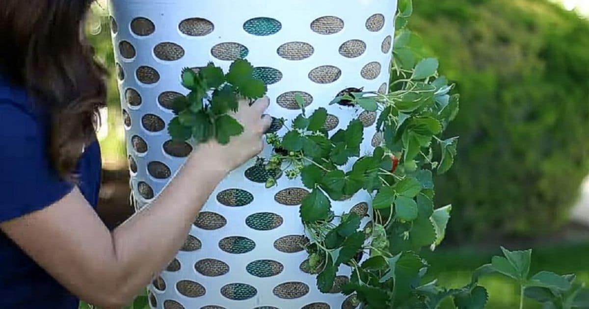 How to Make a Strawberry Planter Out of a Laundry Basket
