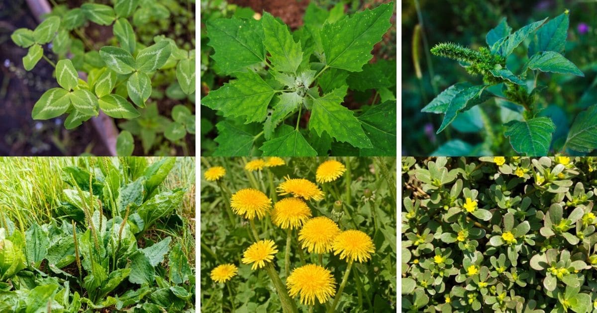 50 Weeds and Wildflowers You Can Actually Eat