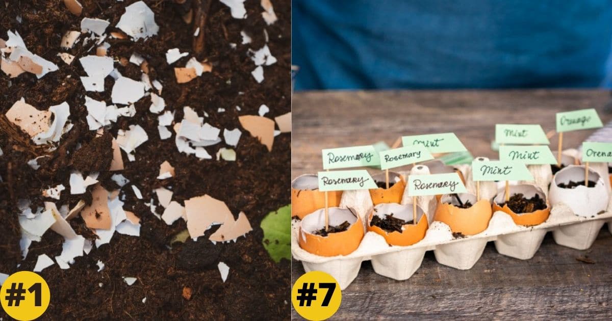 9 Smart Ways to Use Eggshells in Your Garden