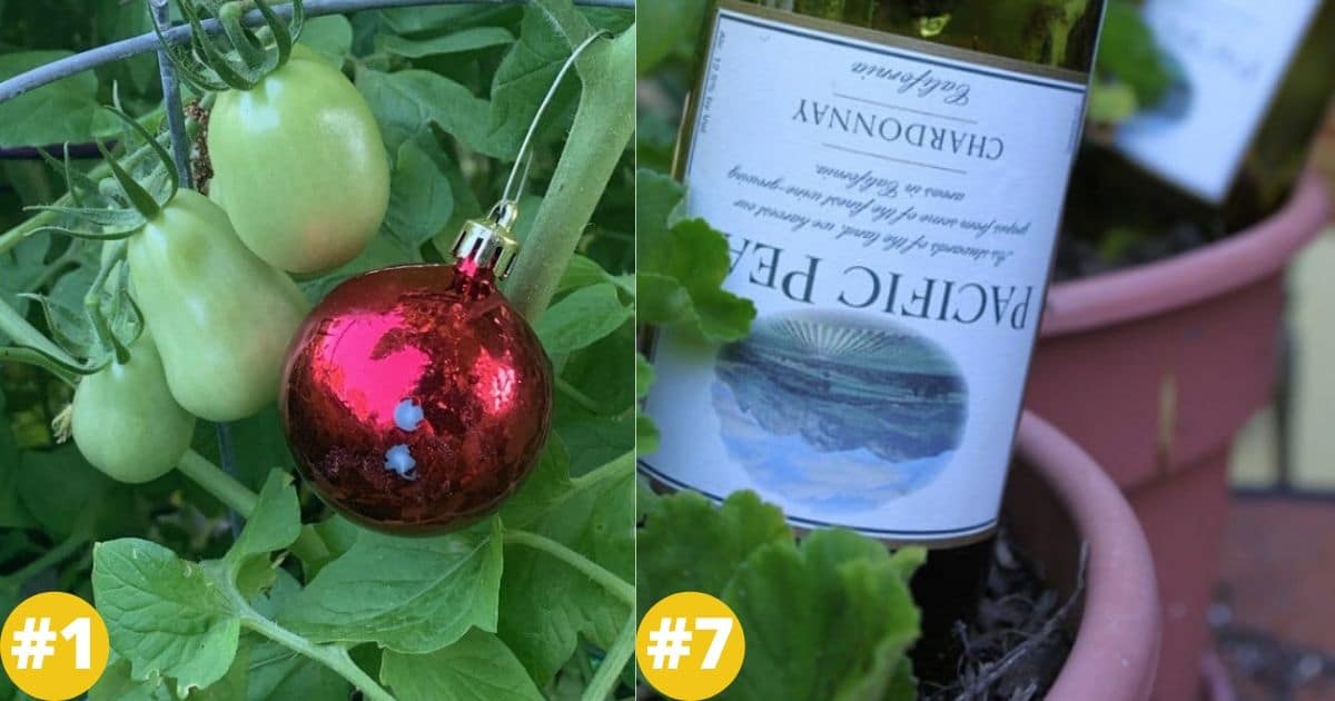 20 Best Gardening Hacks for a Spectacular Harvest