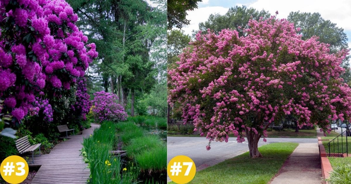 25 Longest Blooming Trees and Shrubs For Your Garden