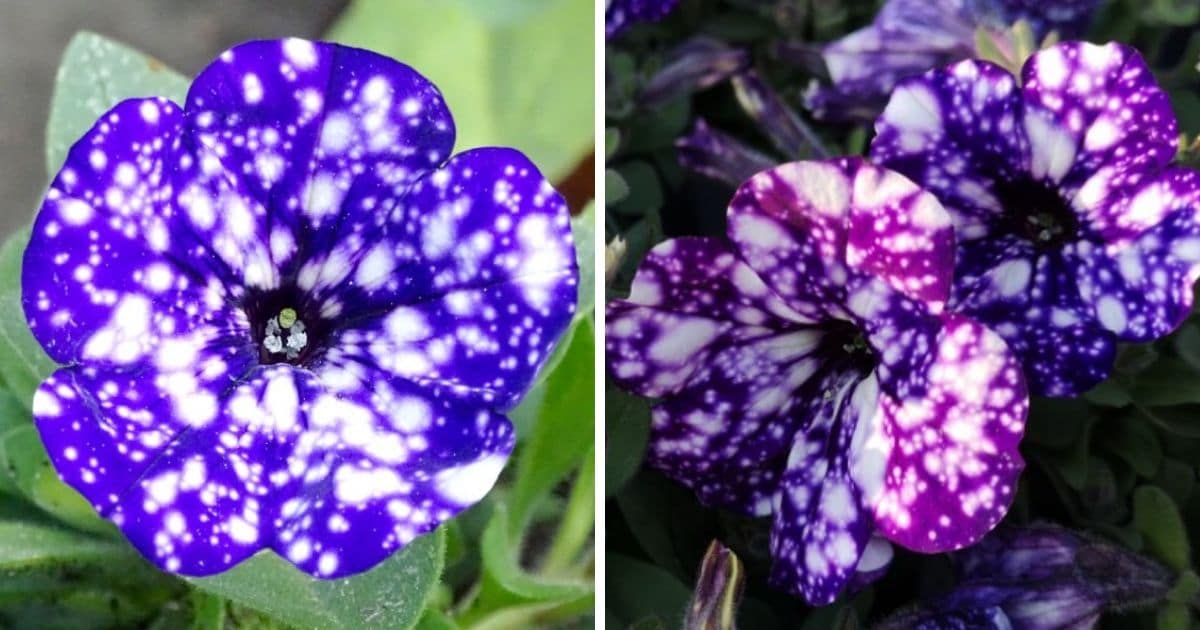 How to Grow Night Sky Petunias and Stare Into the Universe