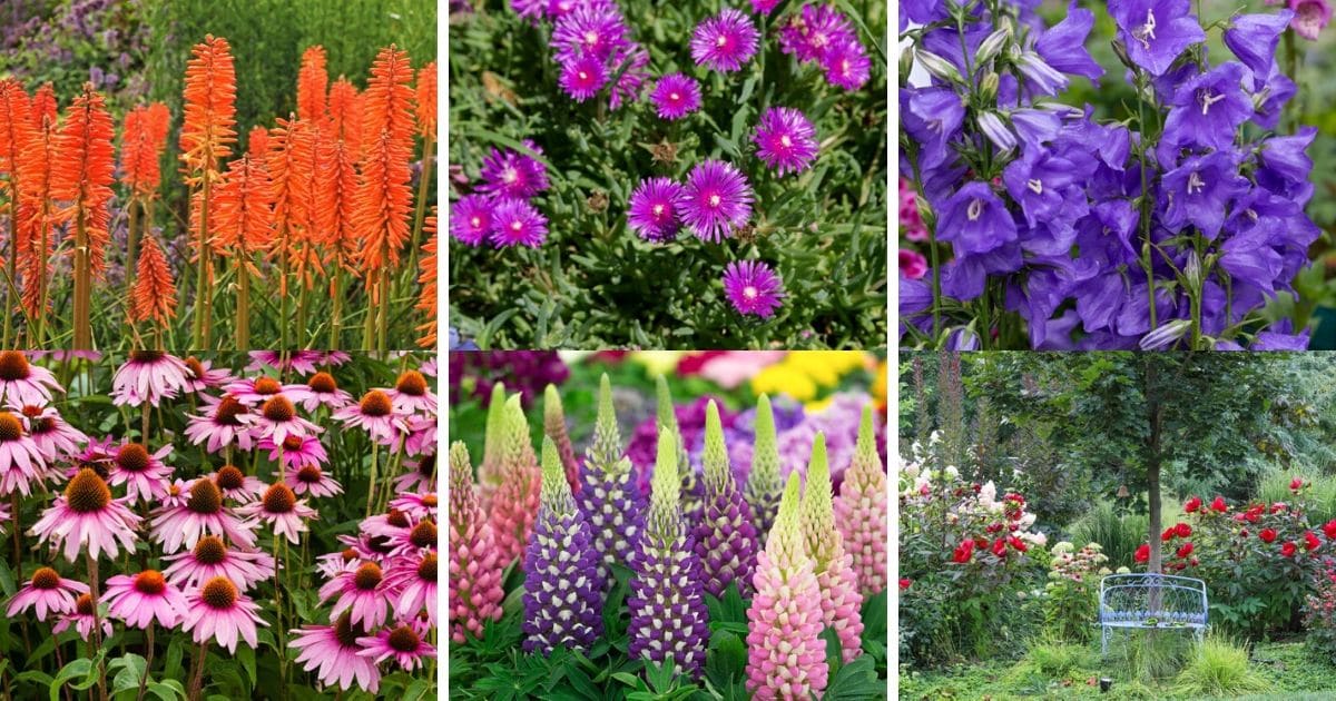 20 Luminous Perennial Flowers That Bloom All Season