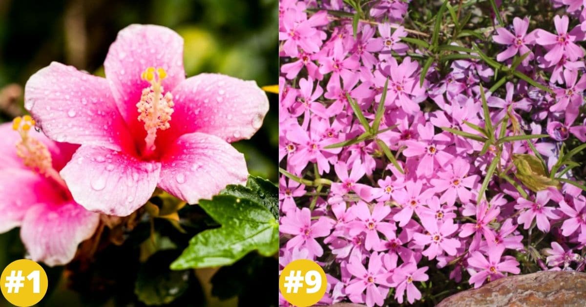 32 Gorgeous Pink Perennial Flowers That Will Bloom Forever