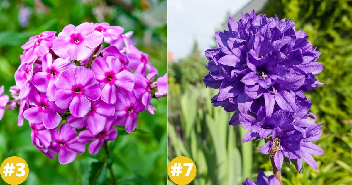 37 Purple Perennial Flowers You Plant Once And Enjoy Forever