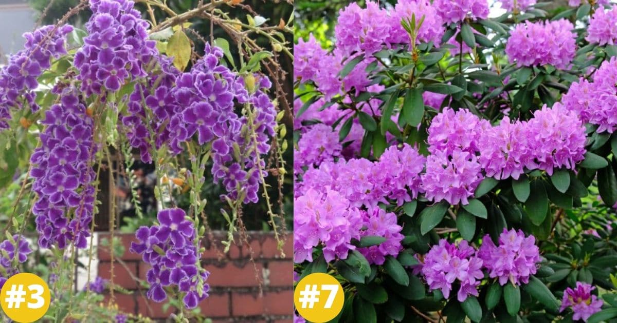 18 Purple Flowering Shrubs That’ll Beautify Your Garden