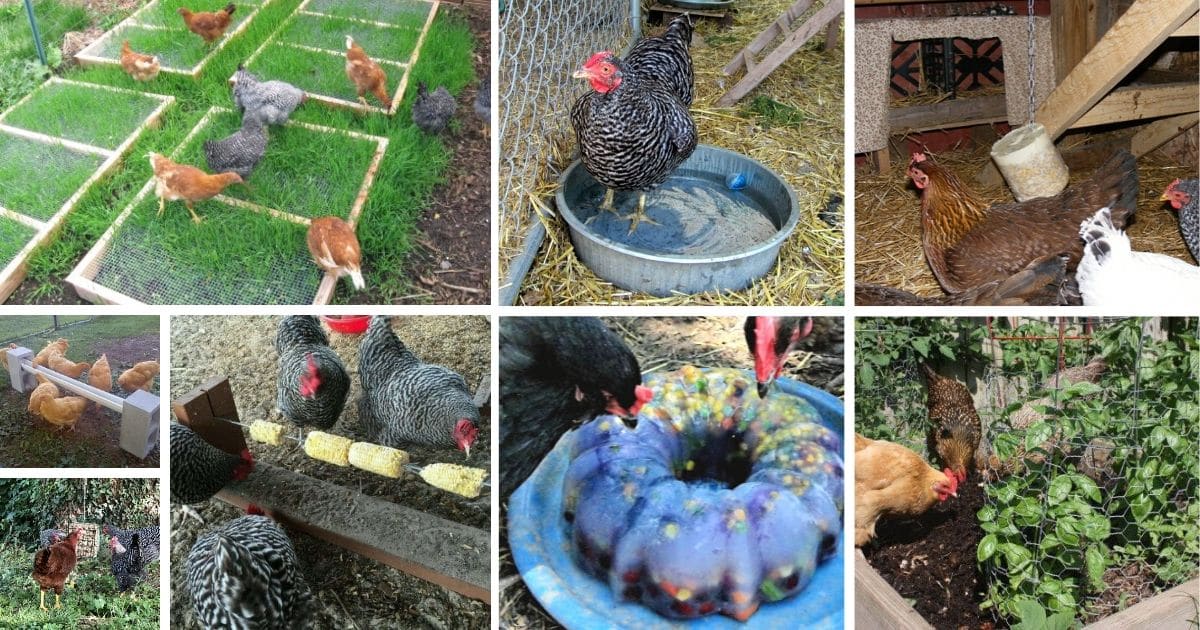 25 Lifehacks and Tips For Raising Backyard Chickens That Thrive
