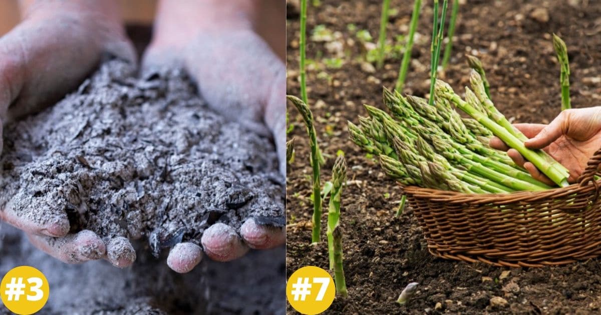 15 Clever Ways to Use Wood Ash in the Garden