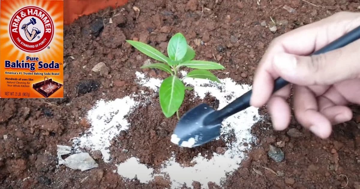 24 Smart Ways to Use Baking Soda in the Garden