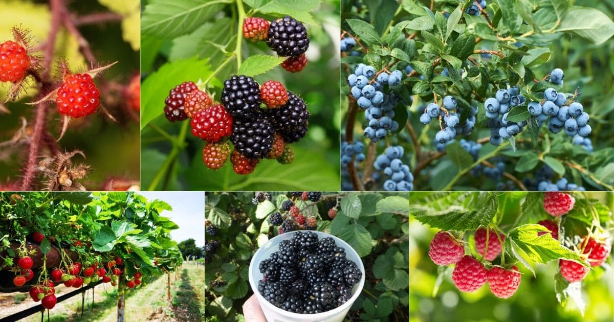 20 Easy and Delicious Berry Bushes Anyone Can Grow