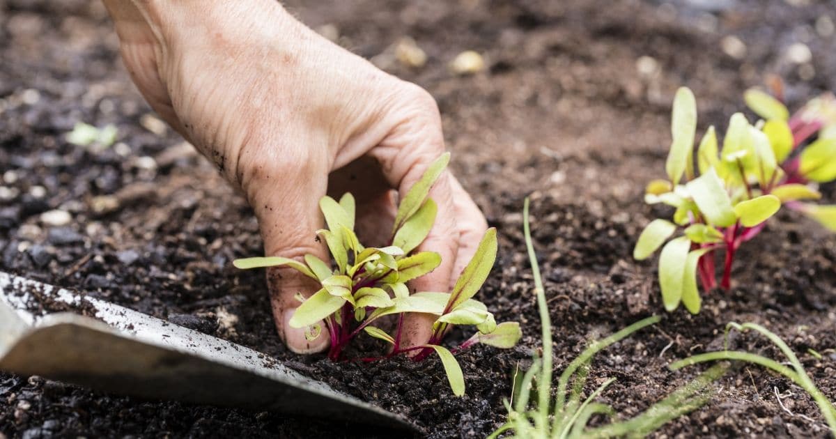 30 Companion Planting Pairs for a Productive Garden