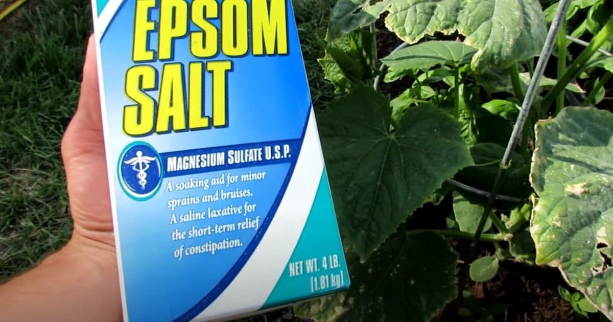 15 Clever Ways to Use Epsom Salt in the Garden