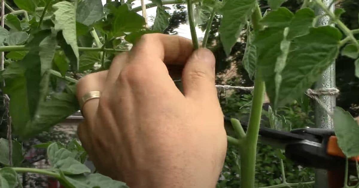 13 Gardening Techniques to Achieve a 500% Bigger Harvest