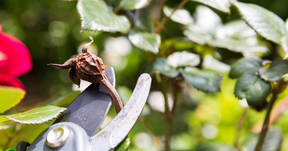 17 Totally Avoidable Perennial Gardening Mistakes People Do