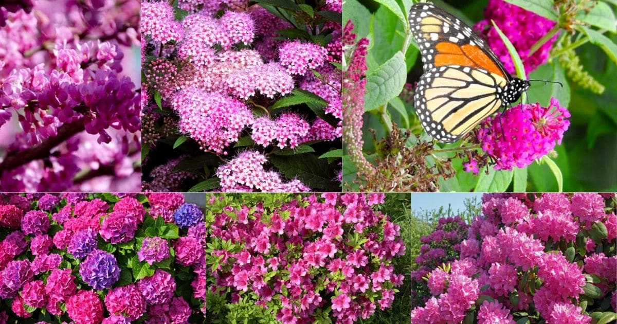 26 Gorgeous Pink Flowering Shrubs for Your Garden