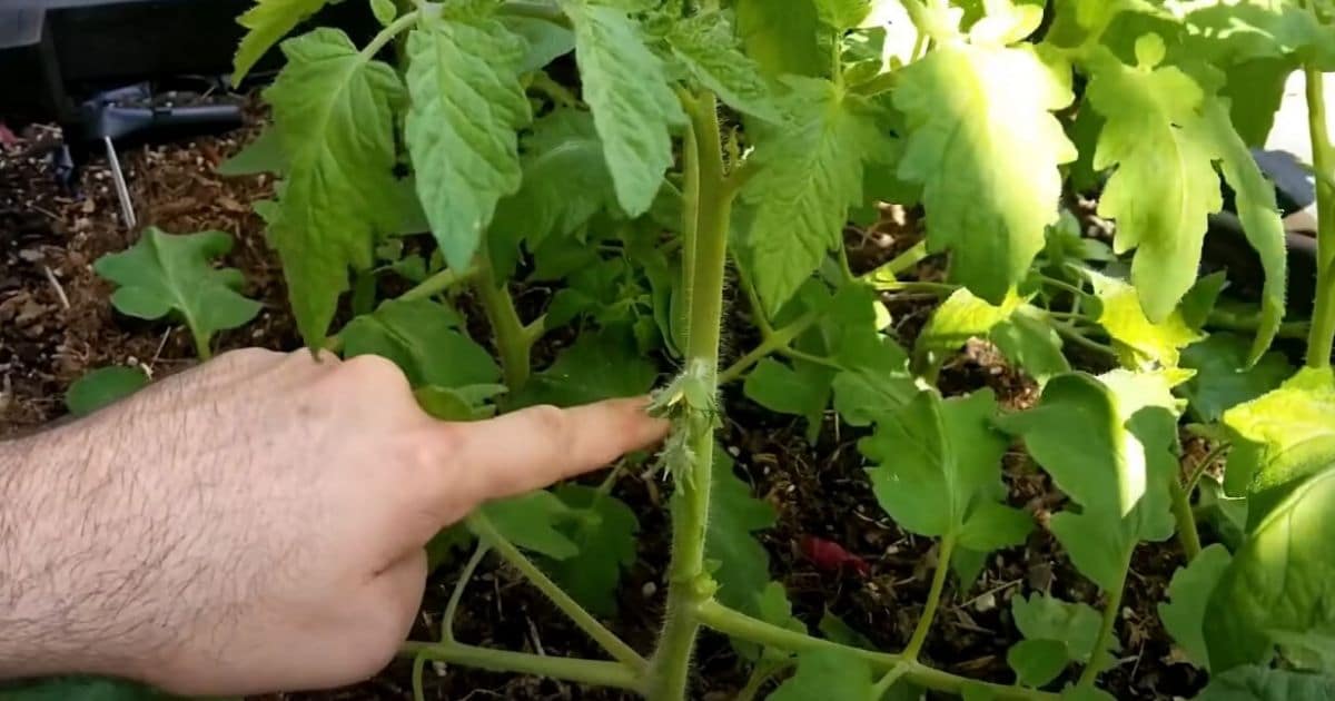 15 Common Tomato Gardening Mistakes That Most People Make