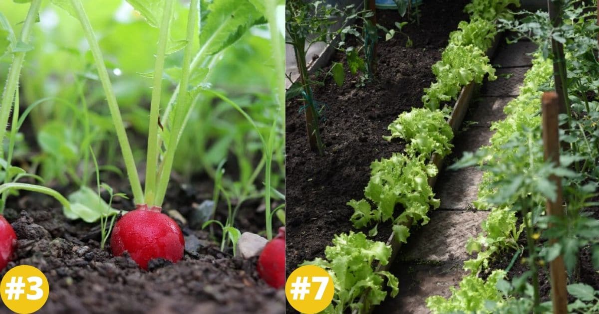 12 Plants To Intercrop With Tomatoes – Better Harvest and Soil
