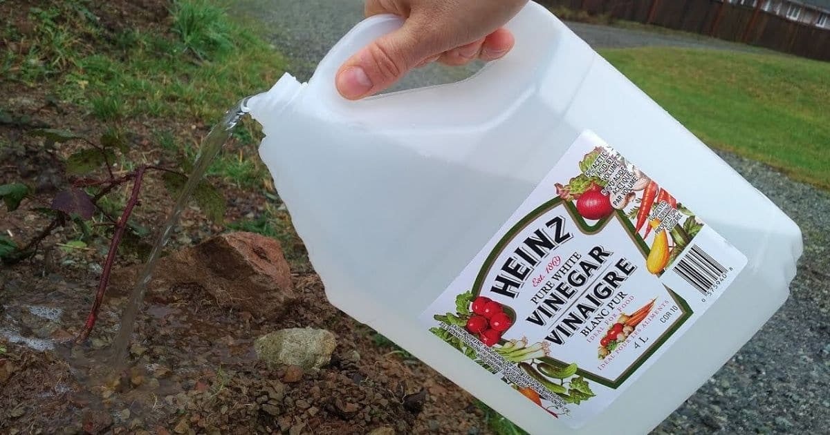 17 Remarkable Uses for White Vinegar in the Garden