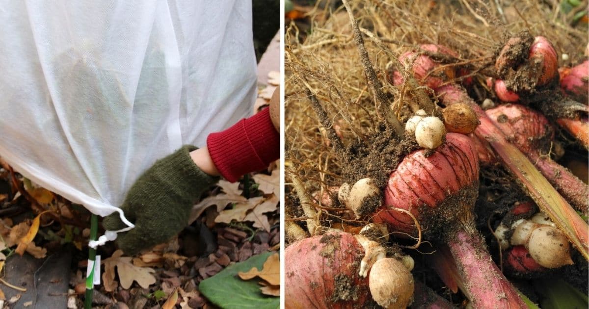 15 Things You Must Do To Winterize Your Garden