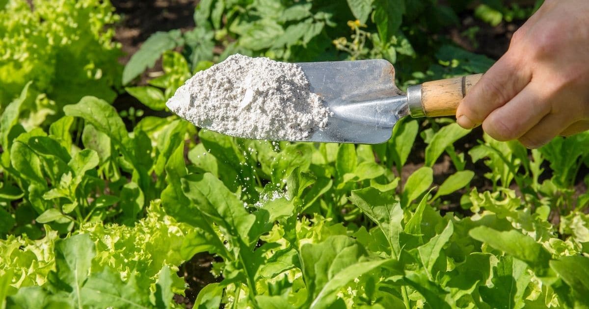13 Ways to Use Diatomaceous Earth in the Garden